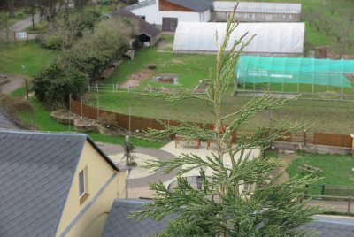 Sequoiadendron giganteum - sekvojovec obrovský - v koruně stromu 01